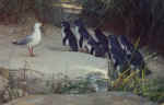 penguins03.jpg (56508 bytes)