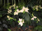 gardens-04.jpg (75006 bytes)