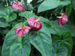 gardens-07.jpg (72419 bytes)