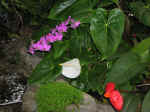 gardens-09.jpg (79035 bytes)