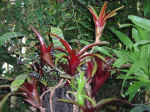 gardens-10.jpg (101776 bytes)