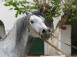 horse stable05.jpg (64252 bytes)