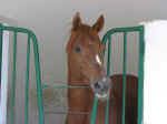 horse stable07.jpg (40587 bytes)