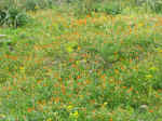countryside02.jpg (152039 bytes)