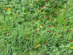 countryside03.jpg (133047 bytes)