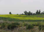 countryside04.jpg (59879 bytes)