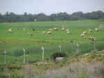 countryside05.jpg (71797 bytes)
