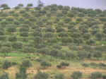 countryside12.jpg (72101 bytes)