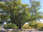 park-08.jpg (146089 bytes)