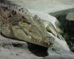 crocodile.jpg (80828 bytes)