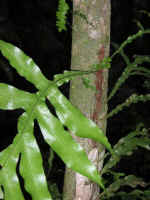 nature-walk-03.jpg (42973 bytes)