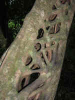 nature-walk-04.jpg (48349 bytes)