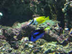 reef-04.jpg (76077 bytes)
