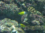reef-05.jpg (70761 bytes)