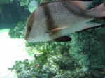 reef-10.jpg (63343 bytes)