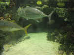 reef-12.jpg (61373 bytes)