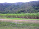 sugar_cane02.jpg (70506 bytes)