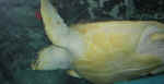 turtle01.jpg (47202 bytes)
