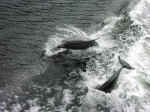 dolphins-11.jpg (96256 bytes)