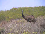 emu-01.jpg (55409 bytes)