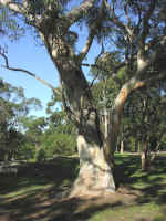 national park-02.jpg (63540 bytes)