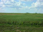 P8290281.jpg (56988 bytes)