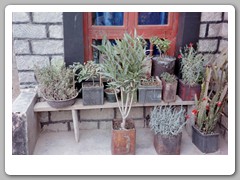 Cactus in the courtyard