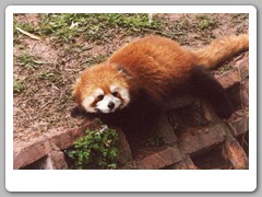 Red pandas