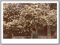 April blossoms