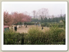 Early morning Tai Chi in the park