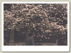 Walking around Xi'an city