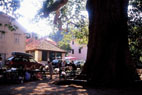Trsteno near Dubrovnik,
the biggest plane-tree in Europe
(photo by Mladen Zubrinic)