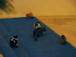 cats02.JPG (36235 bytes)