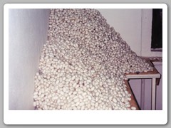 Silk worm cocoons